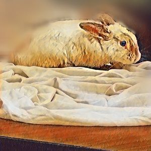 Meet your Posher, Ninel